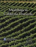  : Mealybugs in California Vineyards