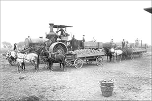 ... Beets, Visalia, Tulare County, California, Ca.1900: Posters &amp; Prints