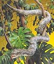 Boa Constrictor Puppet [Toy] [Toy]