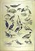 1884 Fish-Destroying Birds Penguin Tern Stork Osprey