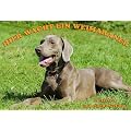 Metall - Warnschild Weimaraner