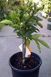 meyer lemons trees-Midknight Seedless Valencia Orange Tree Five Gallon Dwarf