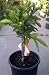 Midknight Seedless Valencia Orange Tree Five Gallon Dwarf
