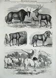 1851 KNOWSLEY SALE ANIMALS ZEBUS ELK GNU YAK SINGHA