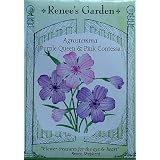 Agrostemma Purple Queen and Pink Contessa Seeds 115 Seeds