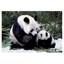 Pandas 1,000-pc. Puzzle