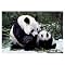 Pandas 1,000-pc. Puzzle