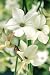 Organic Jasmine-Scented Aztec Nicotiana 150 Seeds