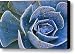 Mexican Hat Canvas Print / Canvas Art - Artist David Naman