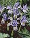 Unwins Bulbs - Iris Katherine Hodgekin 6 prepacked bulb(s)