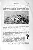 Natural History 1896 Viviparous Pond-Snail Winkle