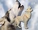Grey Wolf 3D Woodcraft Construction Kit