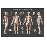 Anatomy Poster 515mYnY7rHL. SL160 Anatomy Poster
