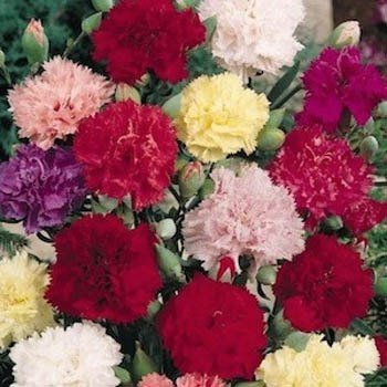 Carnation (Dianthus Caryophyllus Chabaud Mix) Tall Double Fringed Flowers with a Rich Fragrance! Beautiful As Cut Flowers! Approx 25 Seeds Carnation (Dianthus Caryophyllus Chabaud Mix) Tall Double Fringed Flowers with a Rich Fragrance! Beautiful As Cut Flowers! Approx 25 Seeds