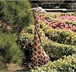 Glenda the gorgeous Giraffe sculpture home garden statue New(The Digital Angel)