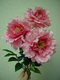 Case of 12, Pink Peony Spray