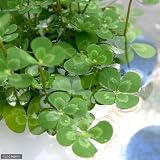 (ビオトープ/水辺植物)メダカの鉢にも入れられる水辺植物! ウォタークローバー ムチカ(10ポット分) 本州・四国限定[生体]