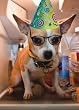 BIRTHDAY W/ DOG IN PARTY HAT