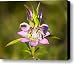 Spotted Horsemint Canvas Print / Canvas Art - Artist Kenneth Albin