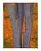 Armonk Colorful Trees Seasons Photographic Poster Print by Clifton Grim, 8x10