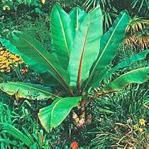 Hardy Snow Banana 4 Seeds - Ensete glaucum