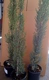 Italian Cypress Tree One Gallon Plant