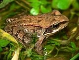 Wallmonkeys Peel and Stick Wall Decals - Grasfrosch_04 - Removable Graphic