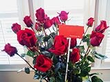 Best Buy Fresh Cut Roses (12 long stem)