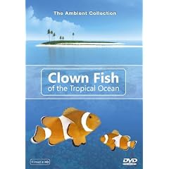 Clown Fish of the Tropical Ocean - Clown Fische im tropischen Ozean