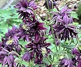 Black Barlow Columbine Aquilegia 8 Plants - B001MPUVMY