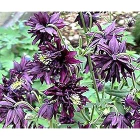 Black Barlow Columbine Aquilegia 8 Plants 515p0i4RV0L. SL500 AA280 Black Barlow Columbine Aquilegia 8 Plants