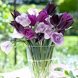 Triumph Tulip Bulbs Purple Passion Mix