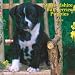 Staffordshire Bull Terrier Puppies 2009 Square Wall Calendar