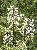 Giant Crinum Lily 15 Seed - Cardiocrinum
