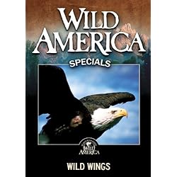 Wild Wings