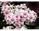Photographic Prints of Streptocarpus Myfanwy from Ros Drinkwater
