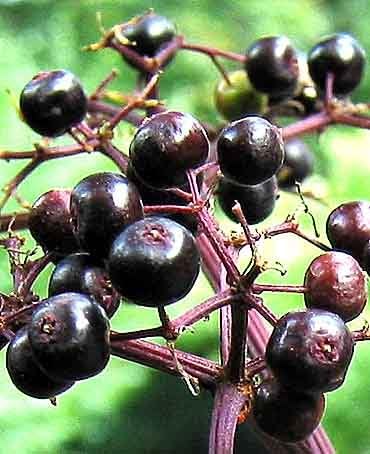 Saavyseeds Elderberry Seeds - 105 Count