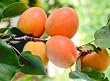 Tilton Apricot Tree, Five Gallon Container