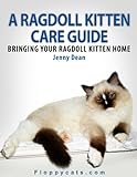 A Ragdoll Kitten Care Guide: Bringing Your Ragdoll Kitten Home A Ragdoll Kitten Care Guide: Bringing Your Ragdoll Kitten Home