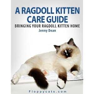 A Ragdoll Kitten Care Guide: Bringing Your Ragdoll Kitten Home