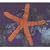 13th Star