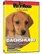 Dachshund DVD + Dog & Puppy Training Bonus