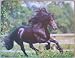 Black Friesian Horse Mouse Pad