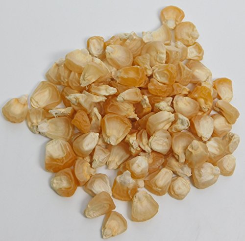 David's Garden Seeds Corn Sweet Double Sweet D289 (BiColor) 100 Organic Seeds David's Garden Seeds Corn Sweet Double Sweet D289 (BiColor) 100 Organic Seeds