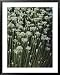 Garlic Chives, Whose Growth is Encouraged by Nipping the Flowers Framed Art Poster Pr...