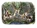 Prospectors Traveling to the California Gold Regions Cross through the Isthmus of Panama, c.1849 Giclee Poster Print, 12x9