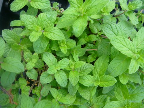 Cotton Candy Mint Live Plant Cotton Candy Mint Live Plant
