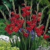 Amazon / Hirts: Bulbs; Gladiolus: Atom Gladiolus 10 Bulbs - Heirloom - Vermillion Red - Hardy
