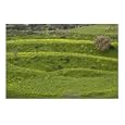 Fields of Clover Places Photographic Poster Print by Richard Kiely, 10x8