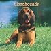 Bloodhounds 2009 Wall Calendar 12 X 12